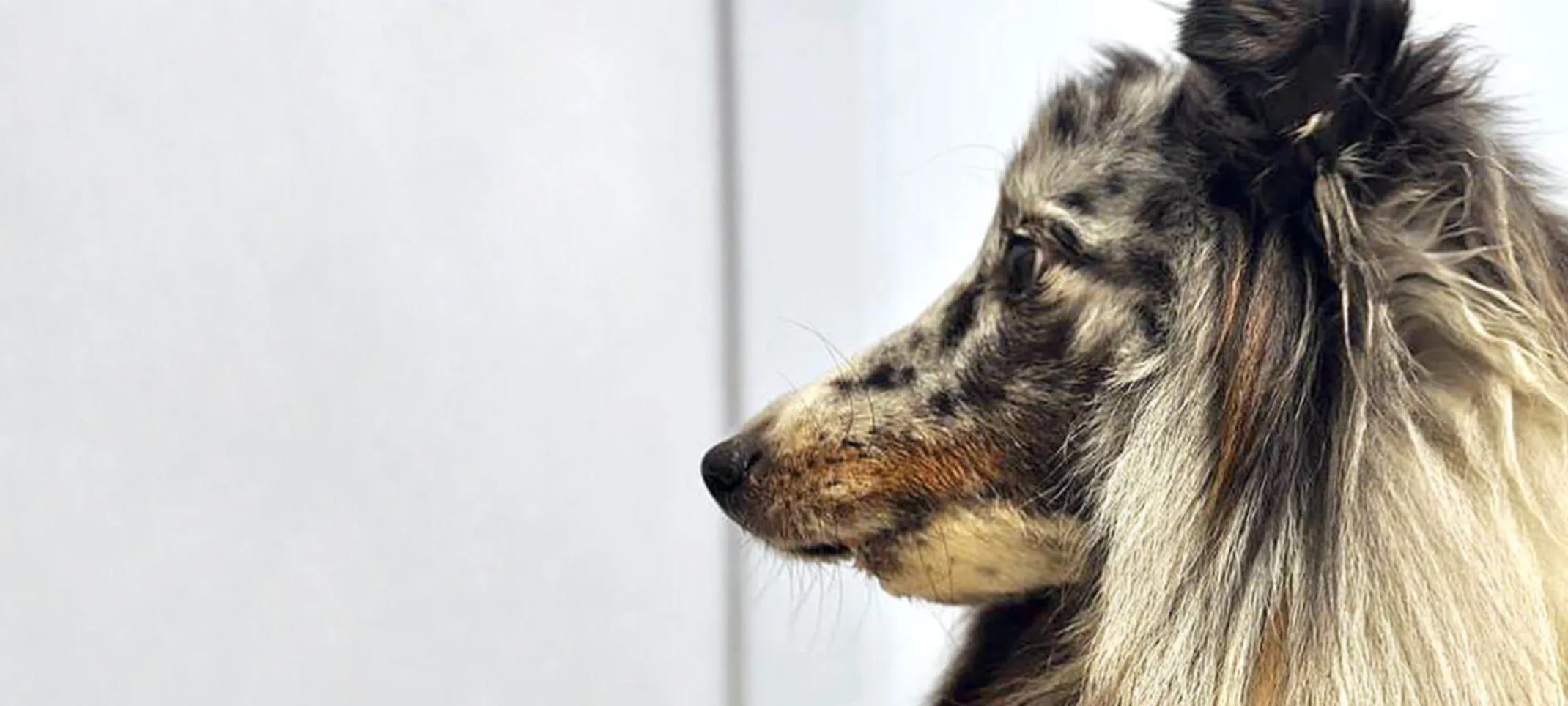 Close up of dog Close up of dog