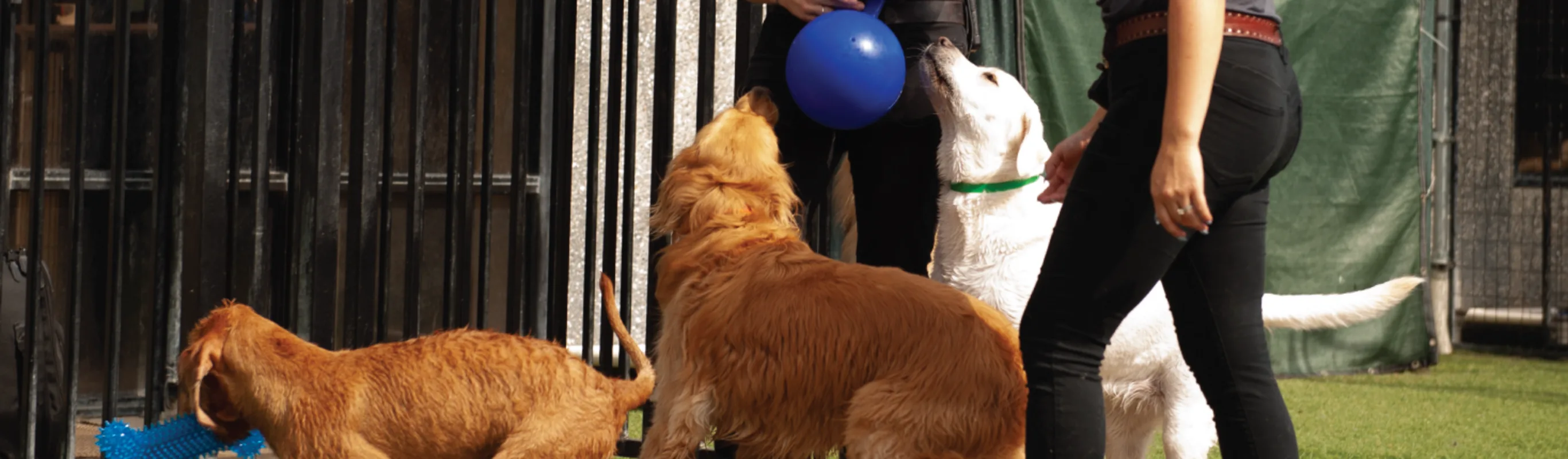 Dog Playing Outside Dog Playing Outside