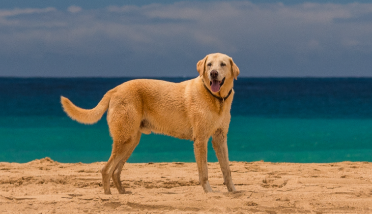 oasis animal hospital chandler