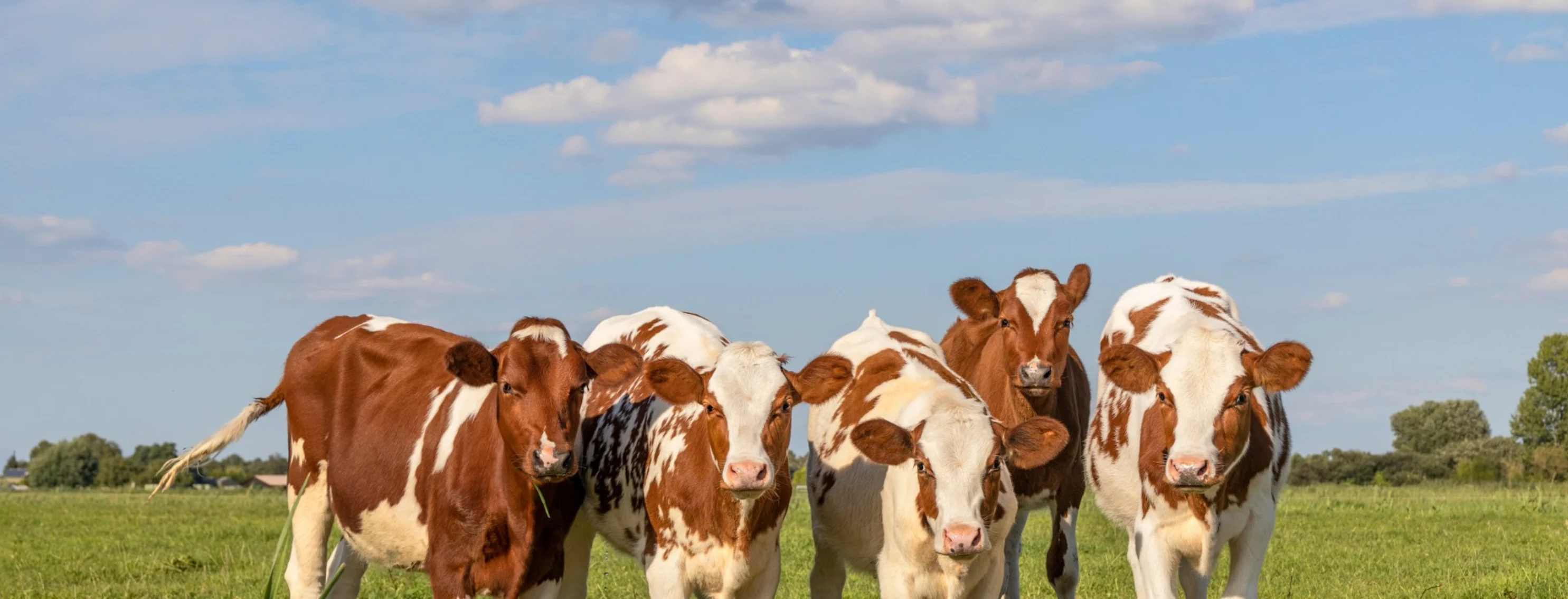 Cows standing in a row in a grassy field Cows standing in a row in a grassy field
