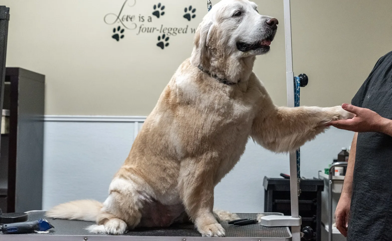 Dog on table after grooming at K9s Only