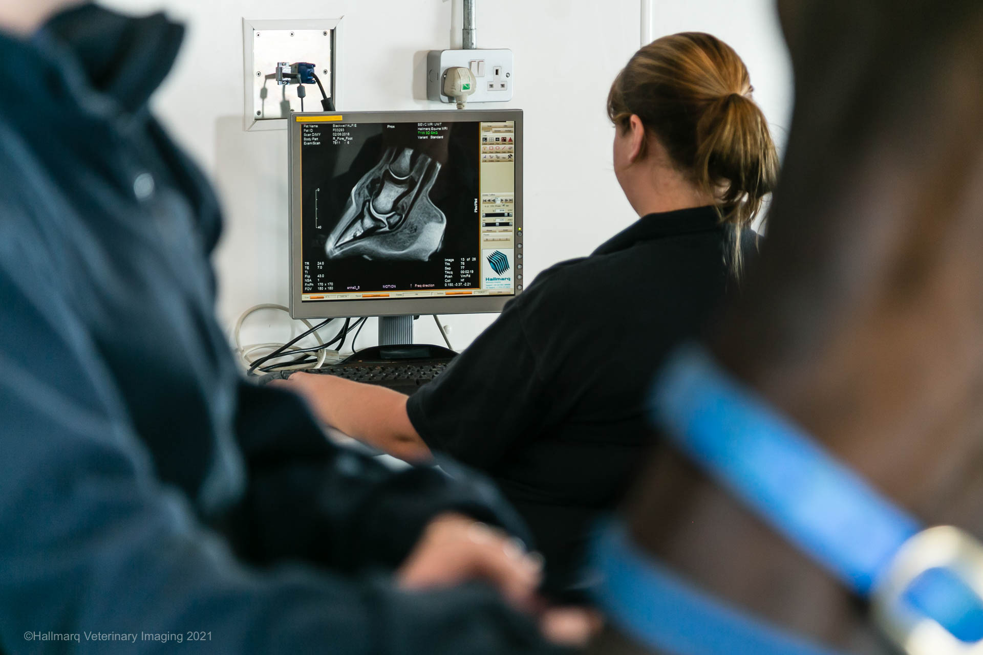 Equine MRI 4