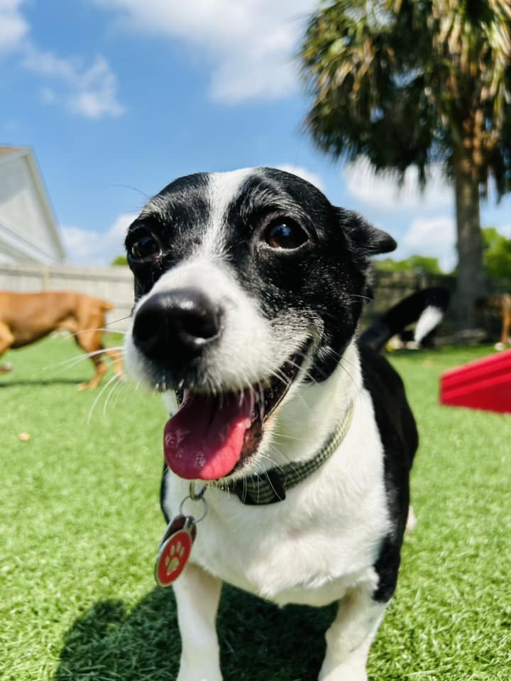 A small black and white dog at Club Mutts