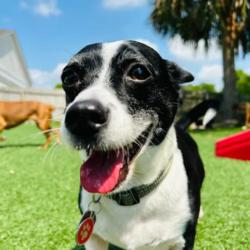 A small black and white dog at Club Mutts A small black and white dog at Club Mutts