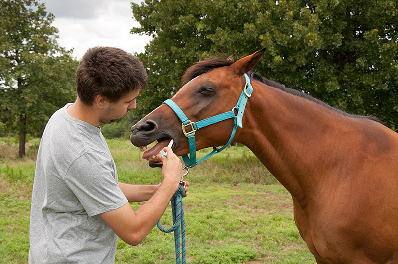Vet performing parasite resistance procedure 