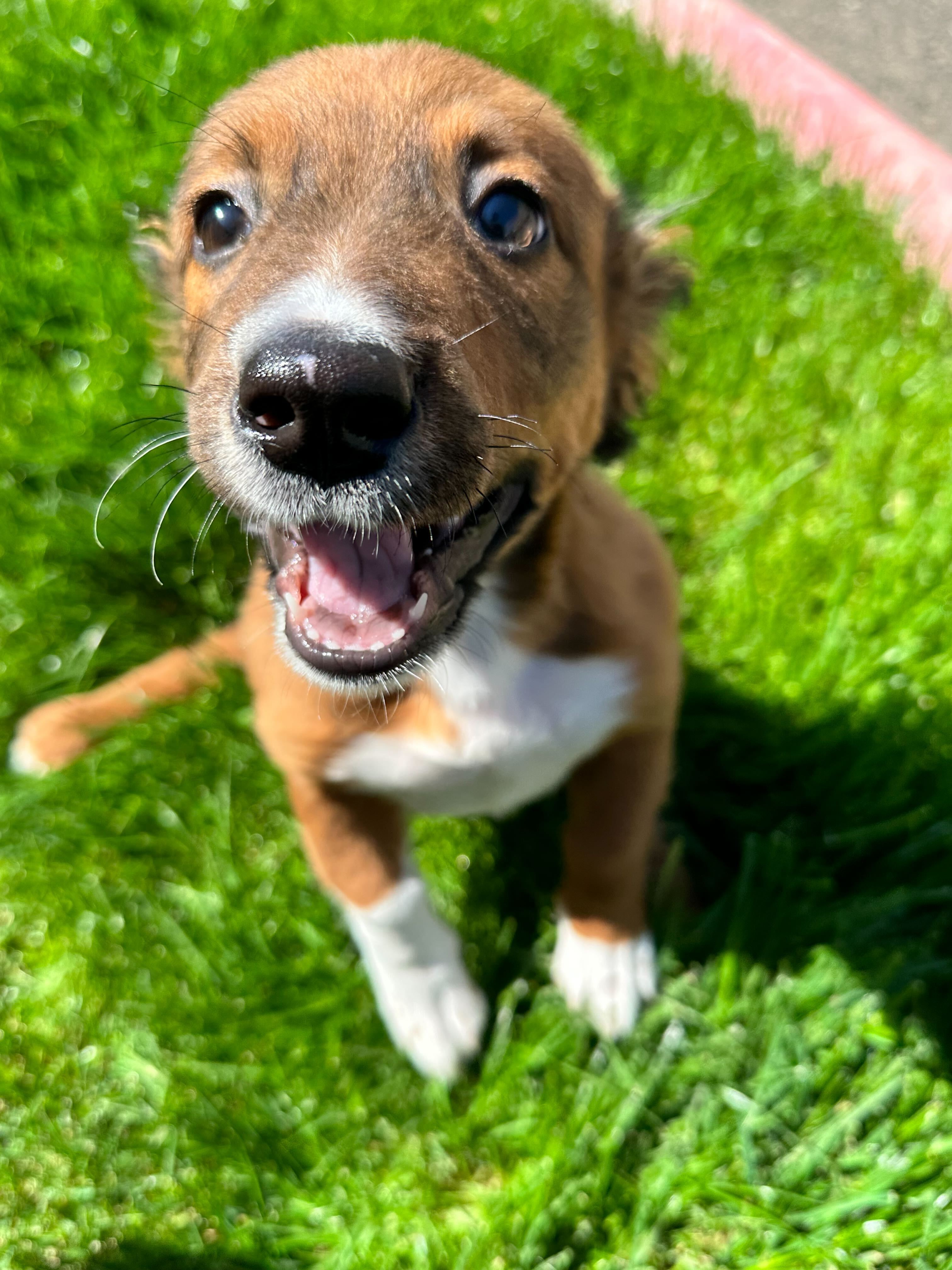 A puppy saying hello to the camera