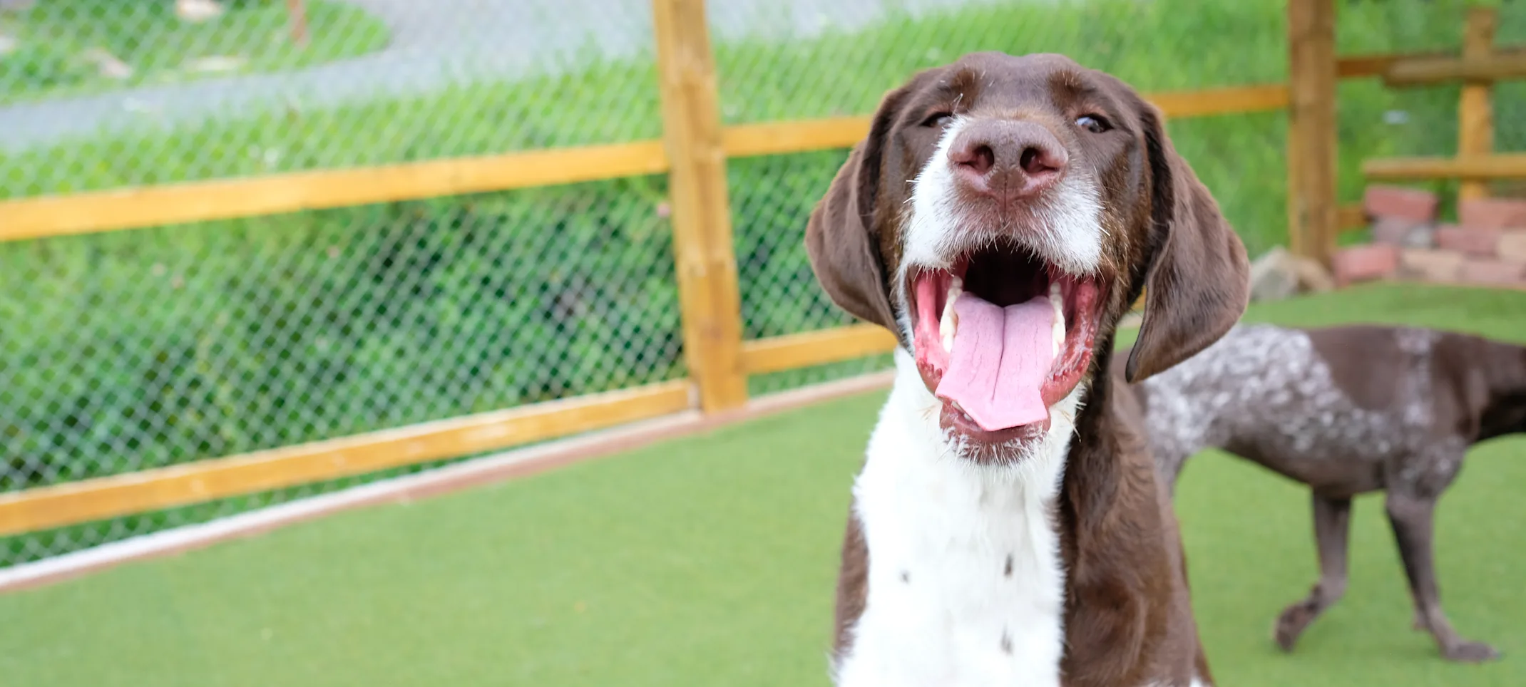 doggie daycare at Bergen Bark Inn