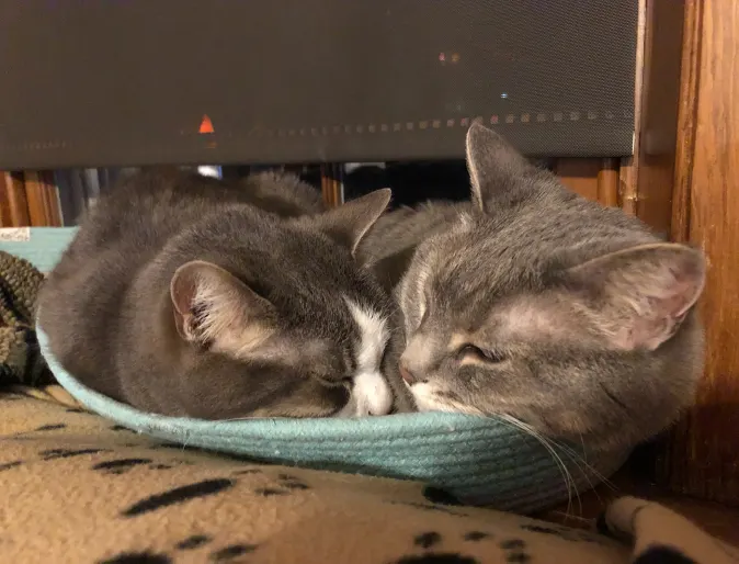 two gray cats snuggling in bed