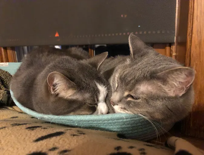 two gray cats snuggling in bed