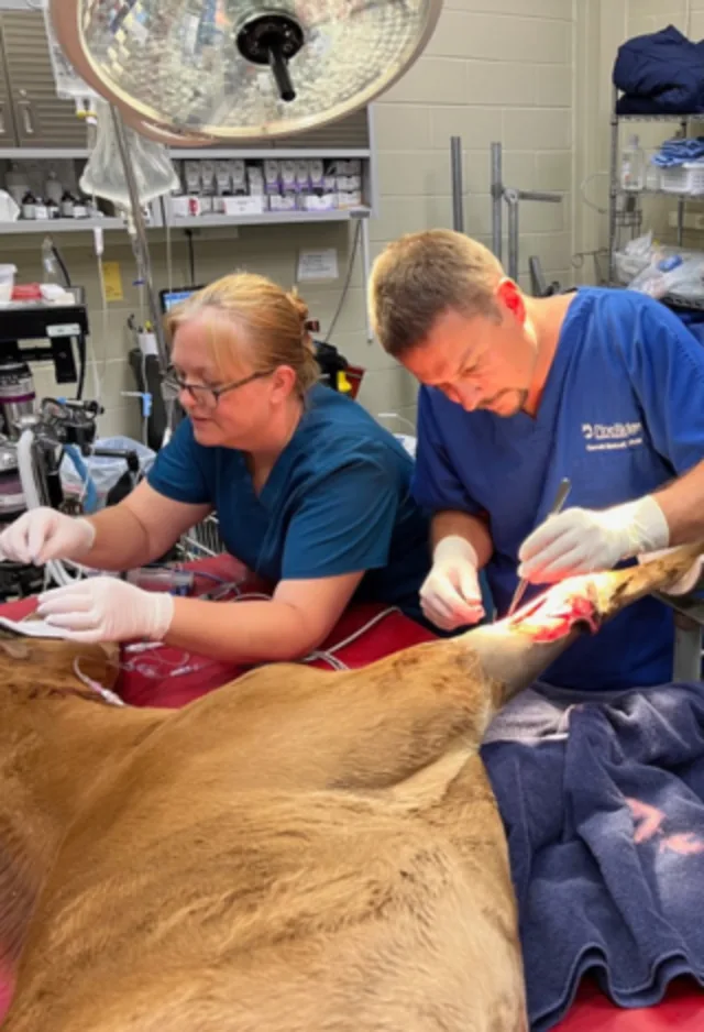 A veterinarian performing surgery on a horse's leg