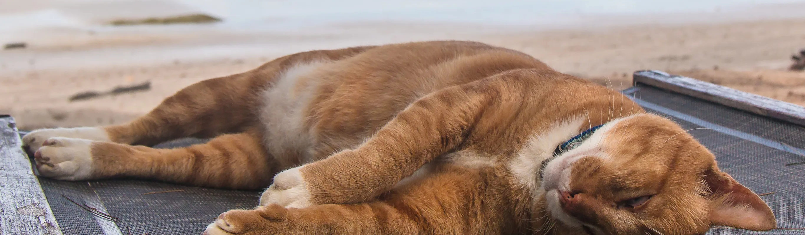 Cat sleeping by the beach Cat sleeping by the beach