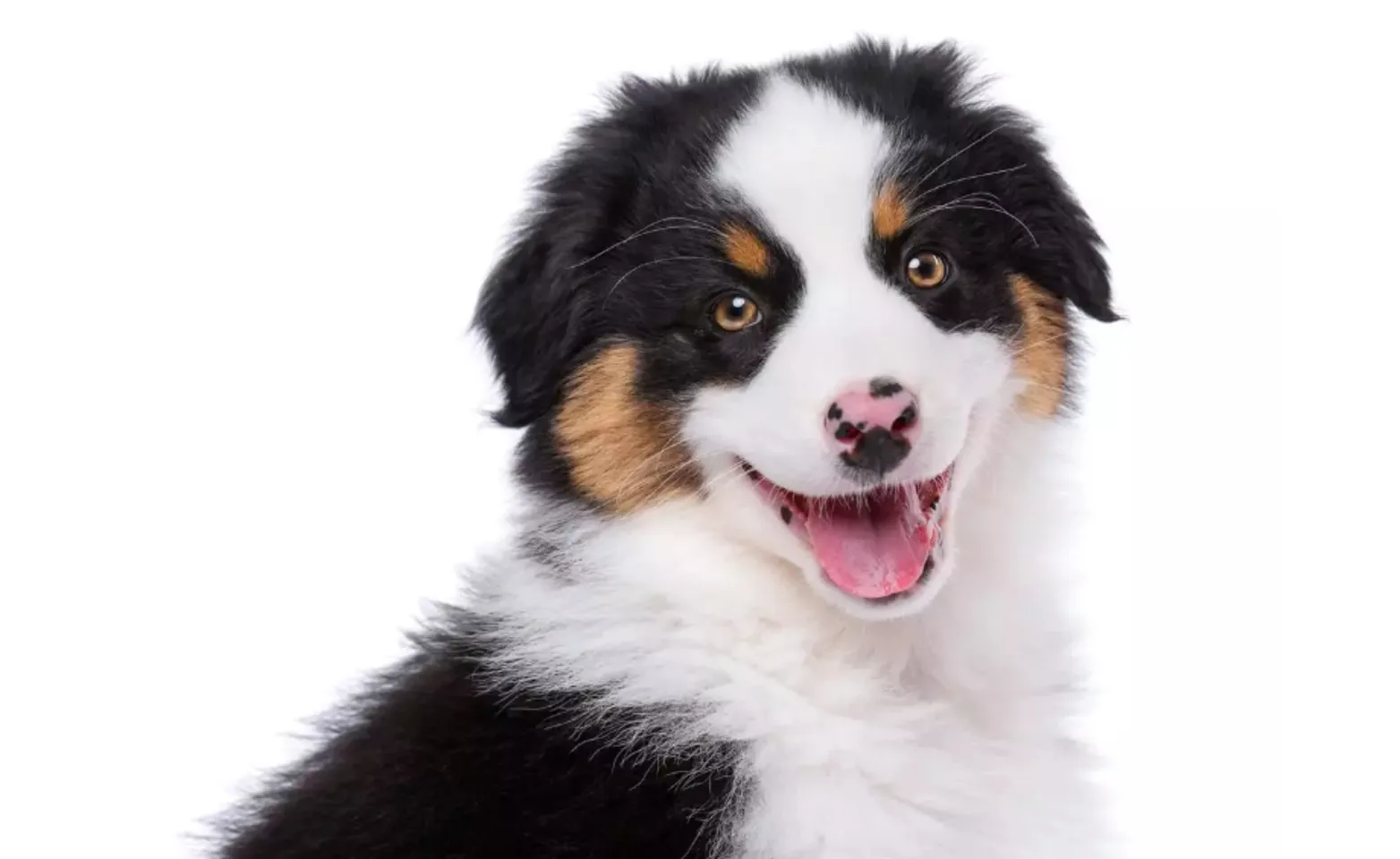 Dog smiling Dog smiling