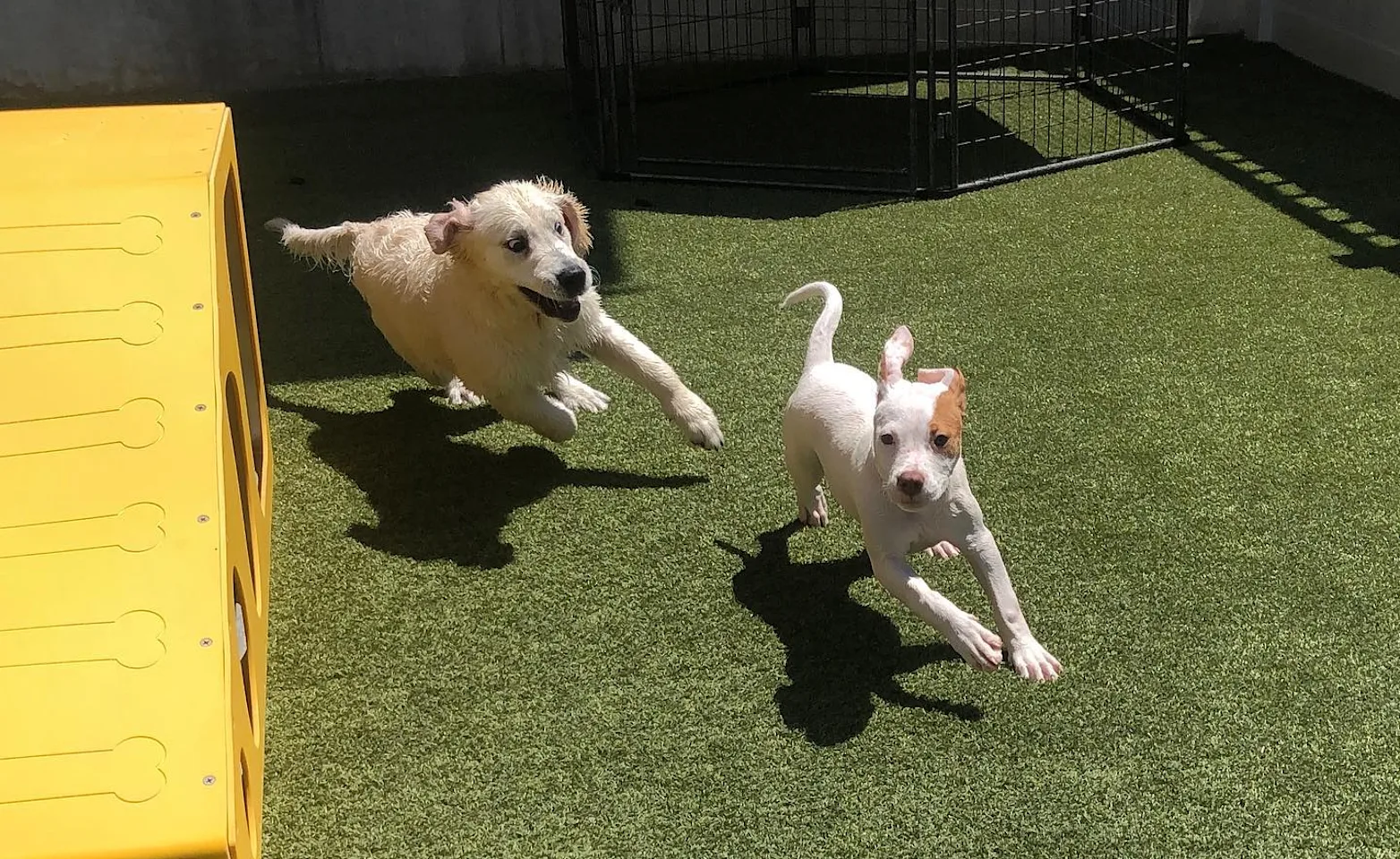 Dogs running Dogs running