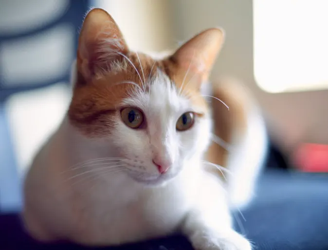 orange cat sitting on chair