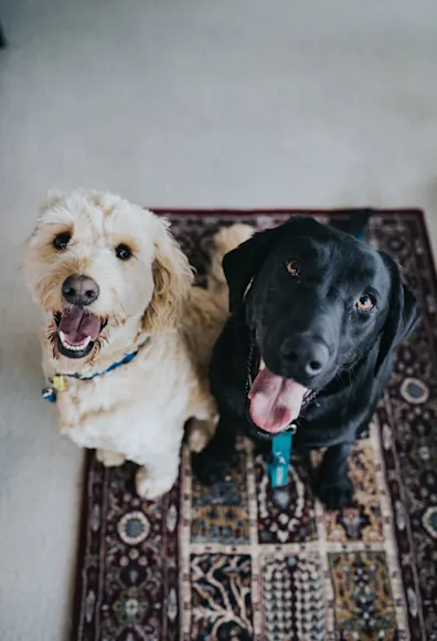 two dogs sitting two dogs sitting