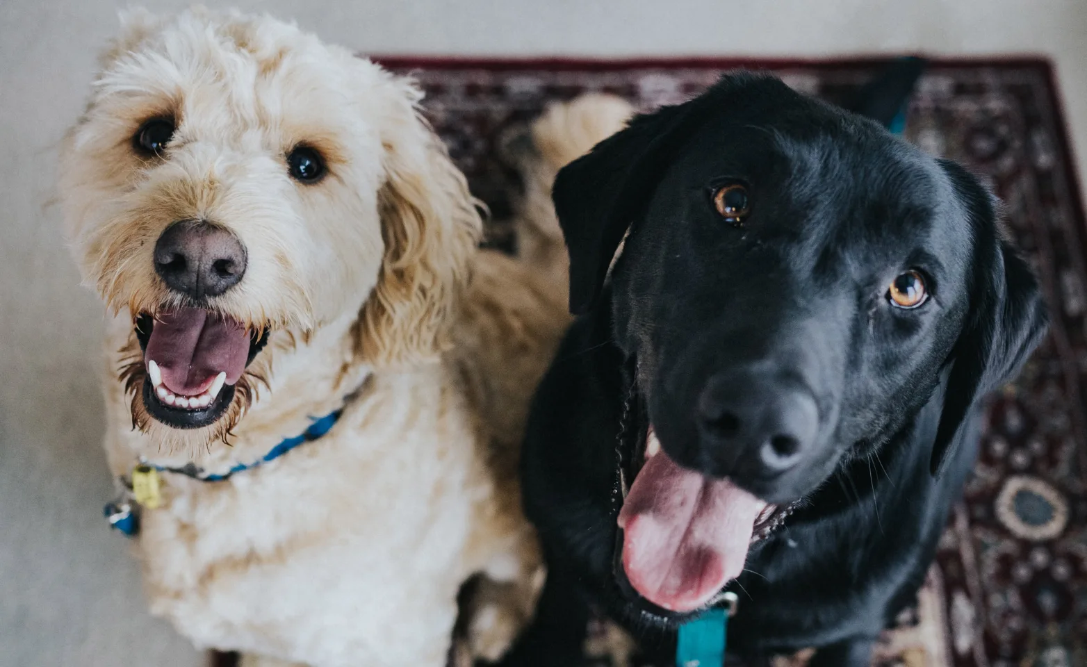 two dogs sitting