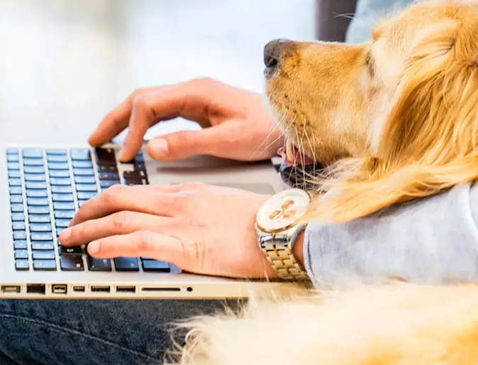 Dog laying on owner who is typing on a laptop Dog laying on owner who is typing on a laptop