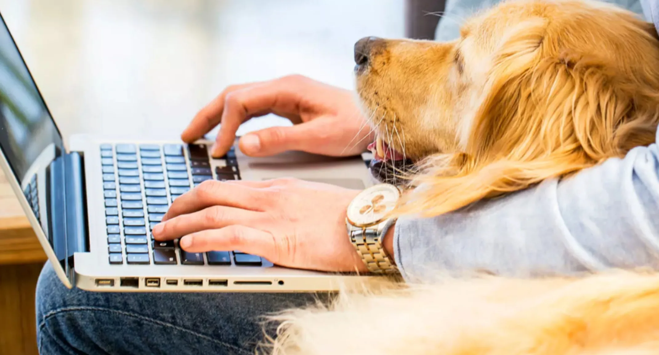 Dog laying on owner who is typing on a laptop Dog laying on owner who is typing on a laptop