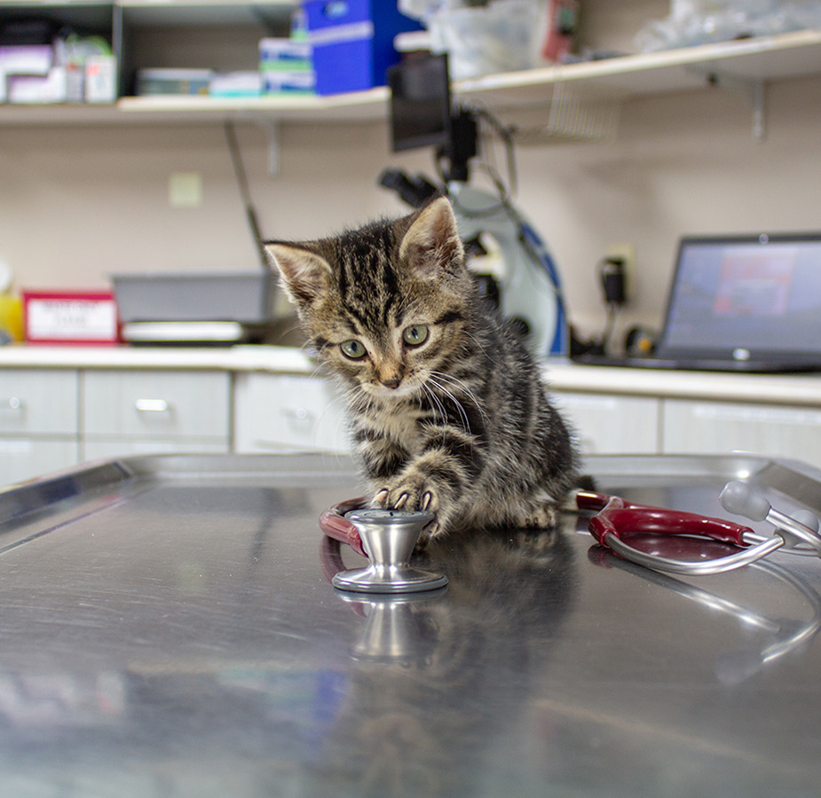 Kitten playing with a stethoscope