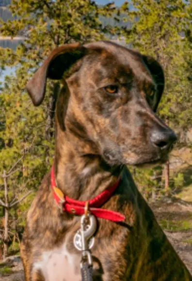 Dog sitting in the woods Dog sitting in the woods