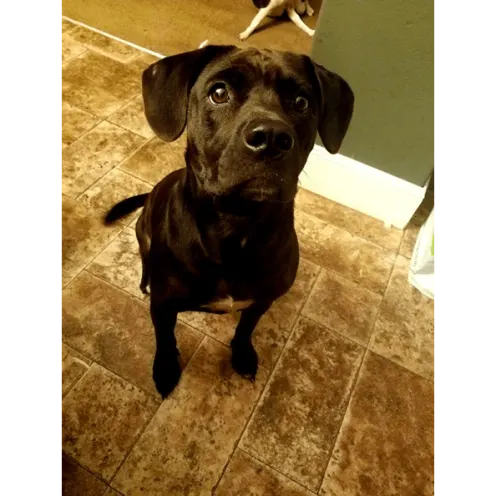 Black dog with floppy ears sitting on tile floor.