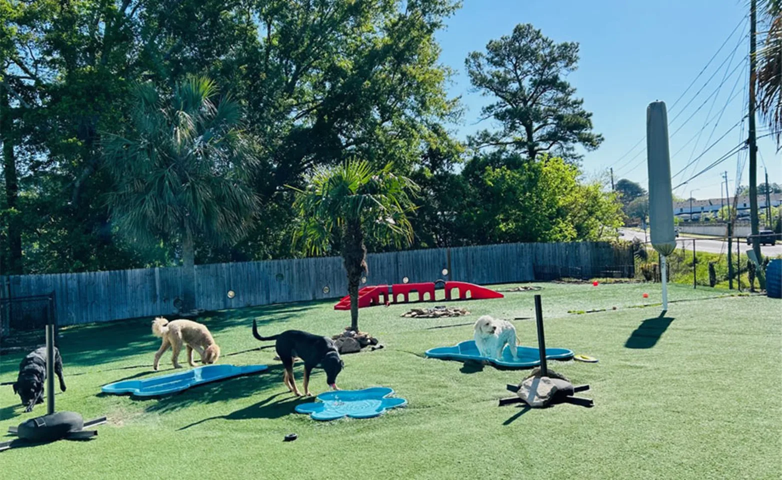 Dogs playing at Club Mutts Dogs playing at Club Mutts