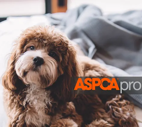 ASCSA PRO POISON Dog on bed with logo ASCSA PRO POISON Dog on bed with logo