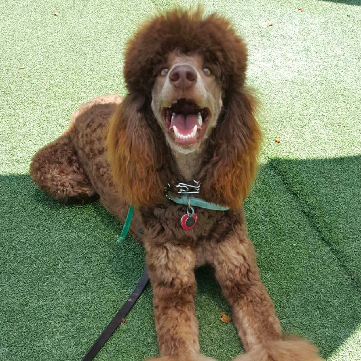 Dog groomed and outside