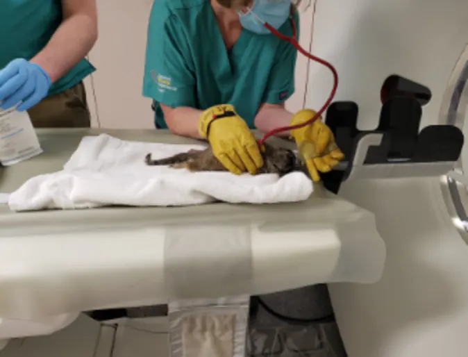 Two Veterinarians with a Kitten next to CT machine at SAGE Veterinary Center