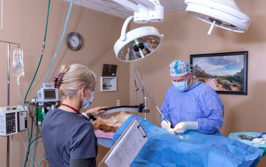 Laser surgery being performed by doctor on a dog at Red Hills Animal Hospital