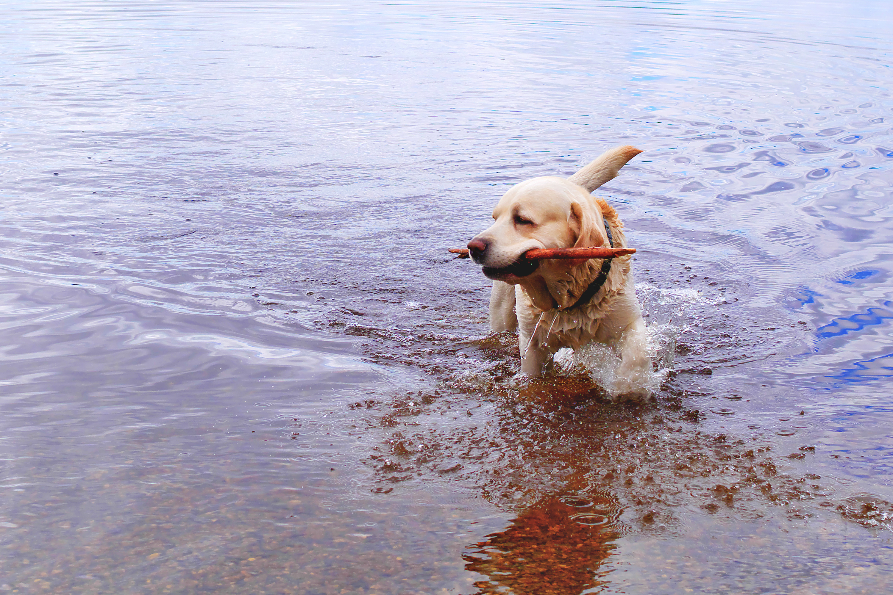 Golden Retriever playing in a lake with a stick in his mouth.