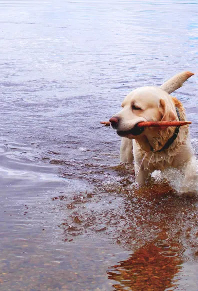 Golden Retriever playing in a lake with a stick in his mouth.