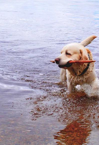 Golden Retriever playing in a lake with a stick in his mouth. Golden Retriever playing in a lake with a stick in his mouth.