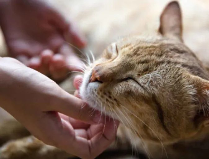 A brown cat being scratched A brown cat being scratched