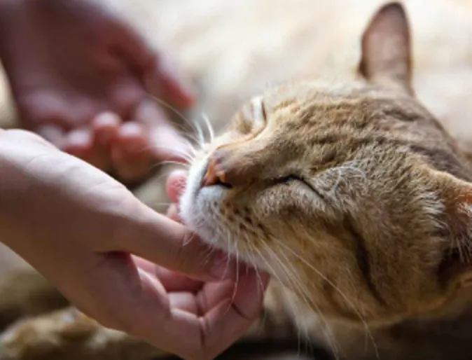 A brown cat being scratched