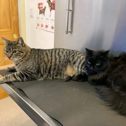 2 cats on table