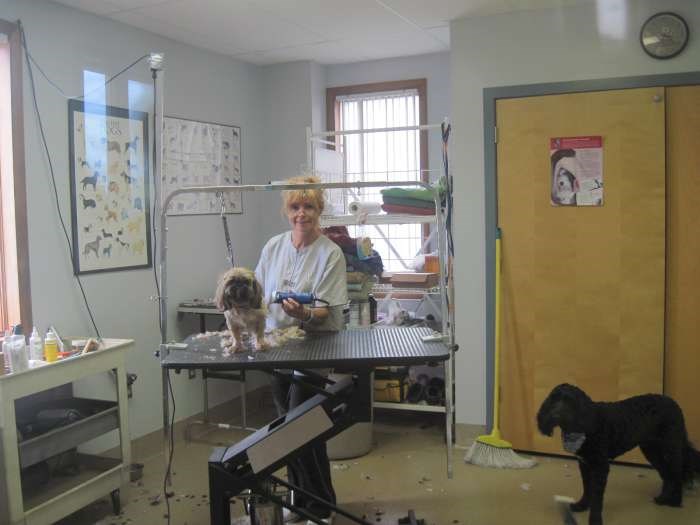 A staff member at Ludwigs Corner grooming a small white dog 
