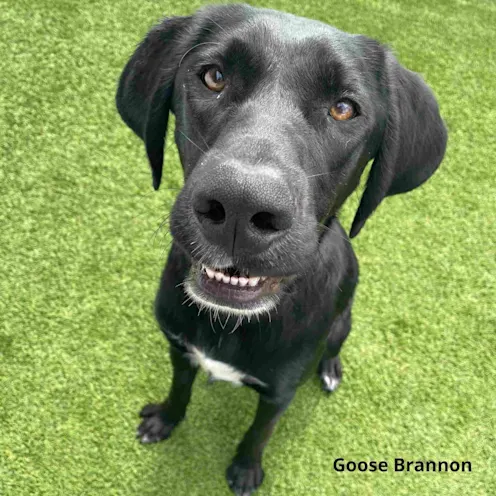 Large black dog with white chest and chin smiling with teeth while sitting on green grass. Large black dog with white chest and chin smiling with teeth while sitting on green grass.
