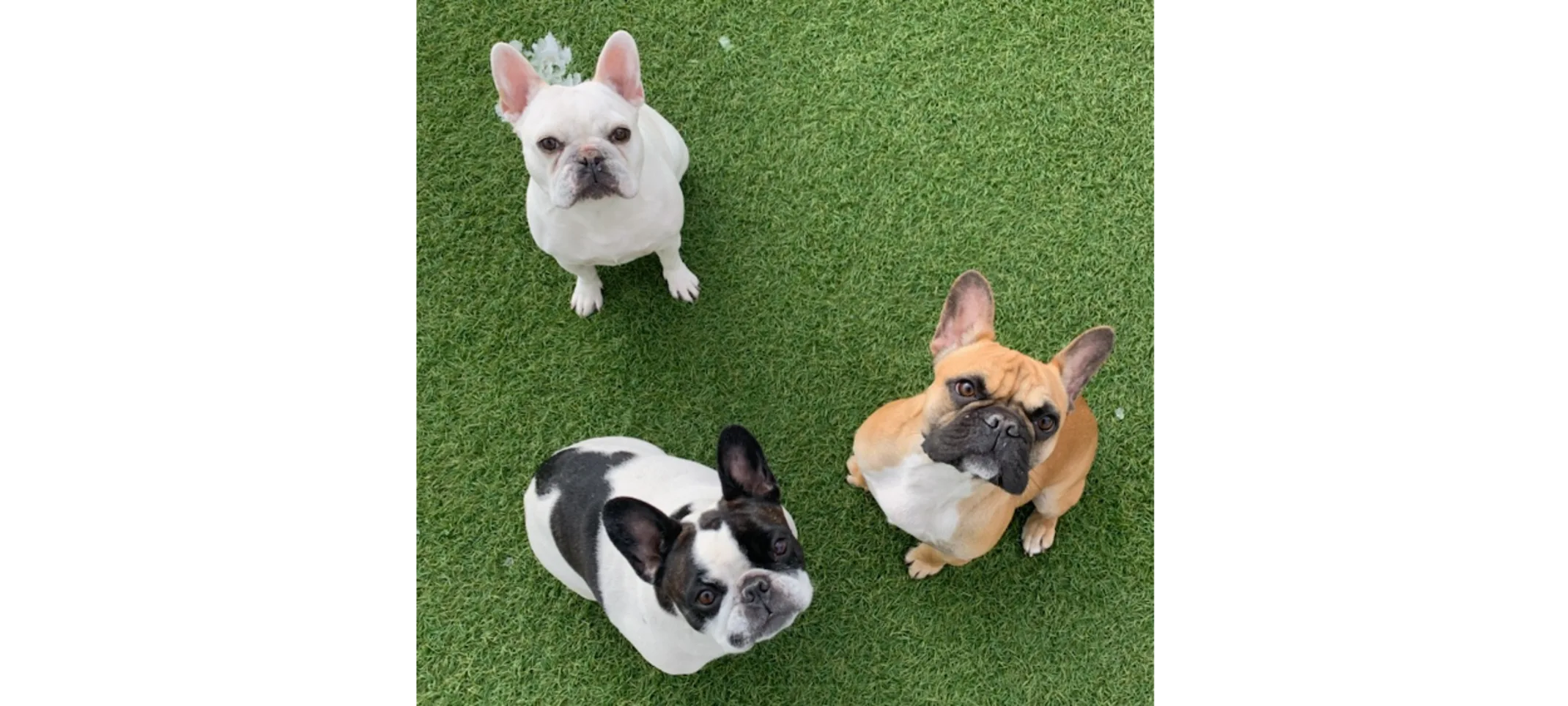 Three Dogs Sitting Together on Grass Three Dogs Sitting Together on Grass