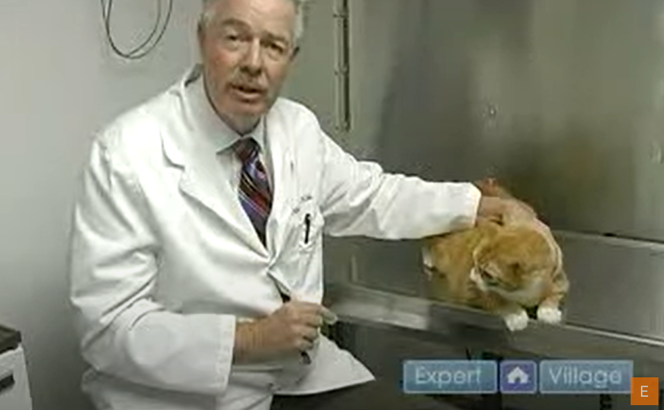 How to Brush Cat Teeth Youtube Thumbnail, Doctor with Cat