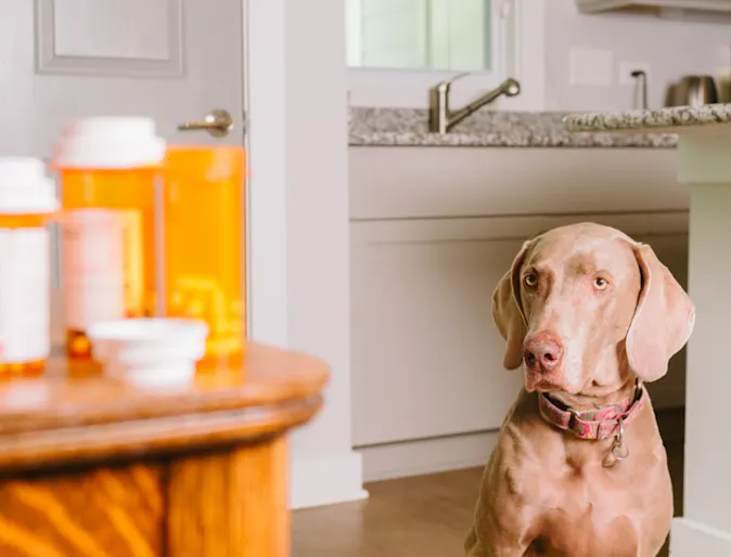 Dog looking at medication on a table Dog looking at medication on a table