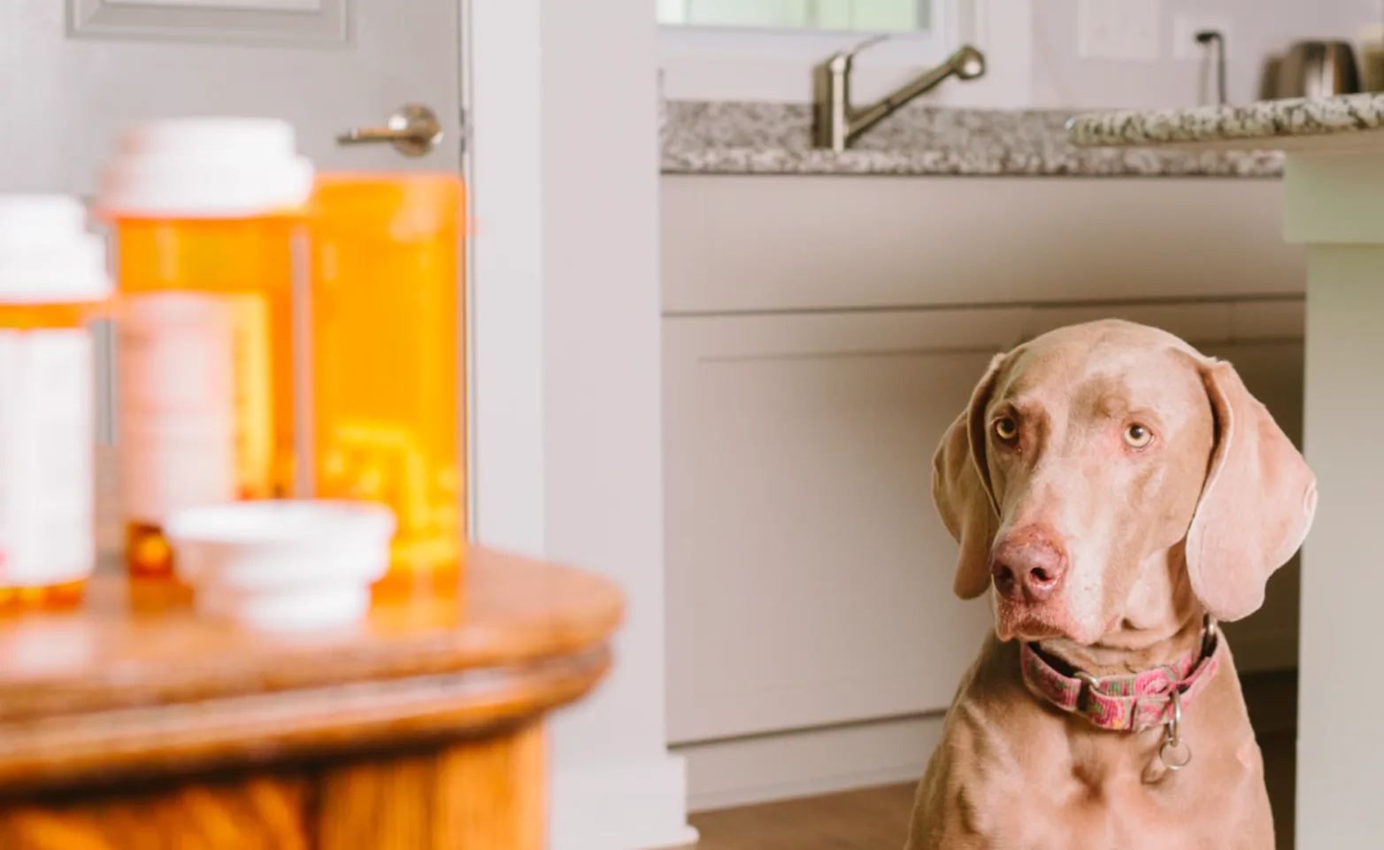 Dog looking at medication on a table