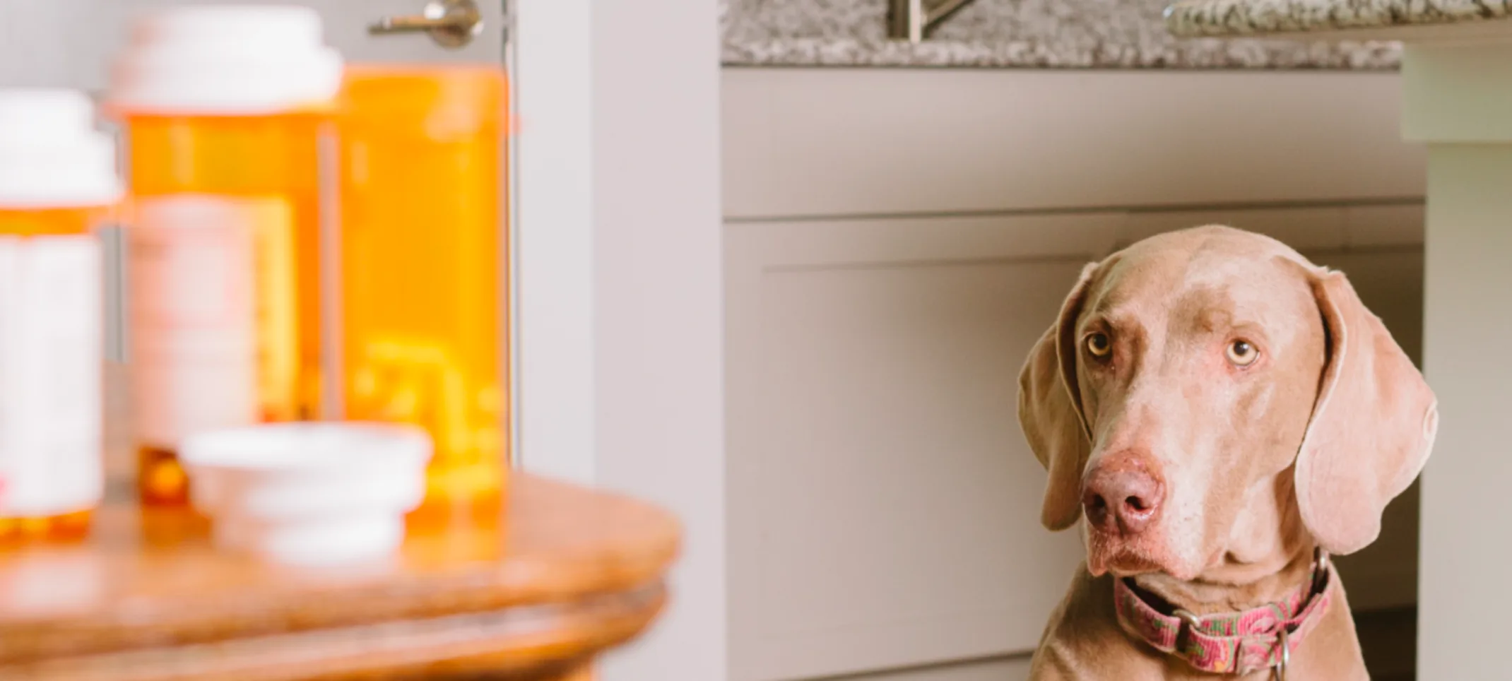 Dog looking at medication on a table Dog looking at medication on a table
