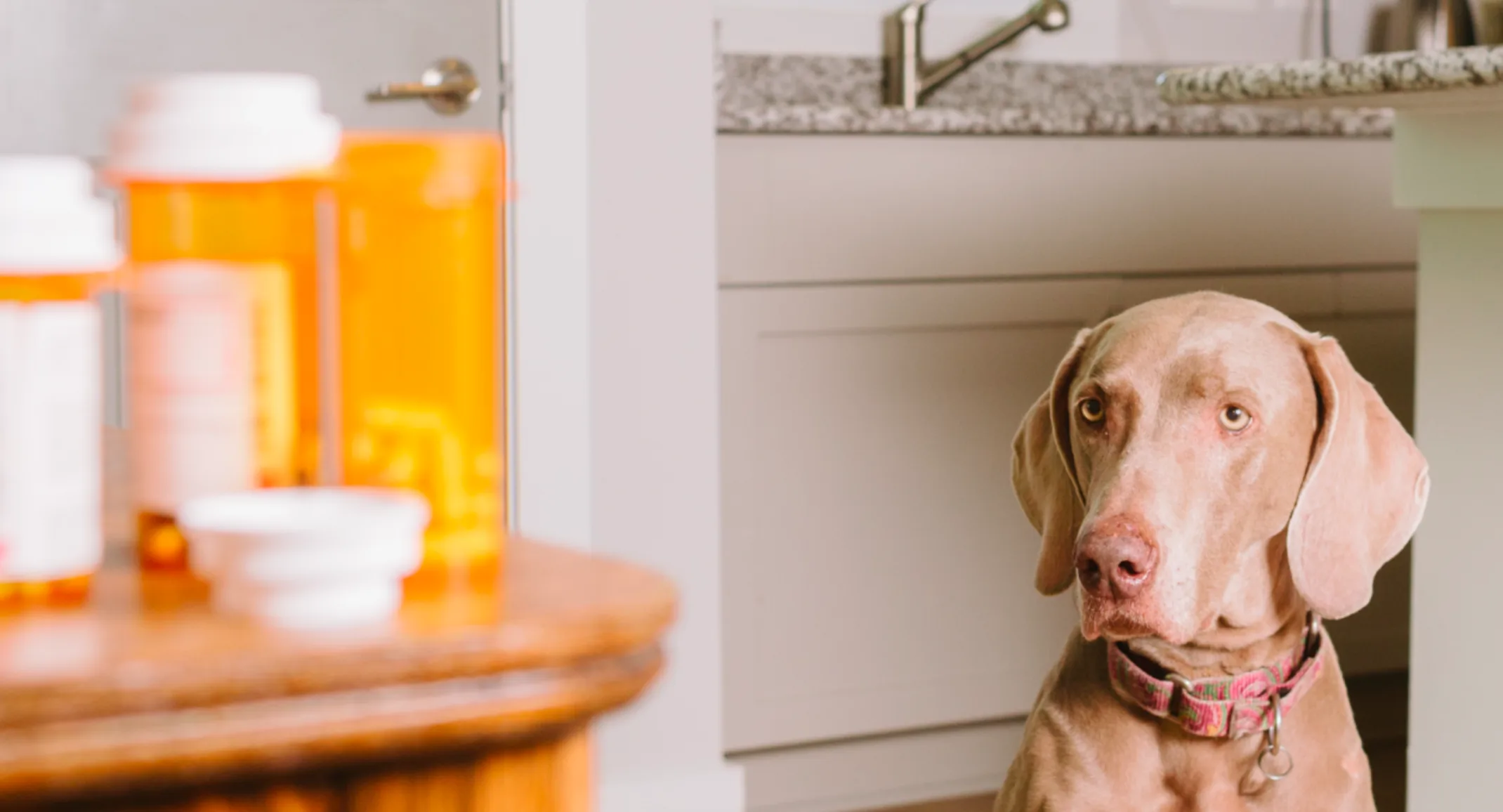 Dog looking at medication on a table Dog looking at medication on a table
