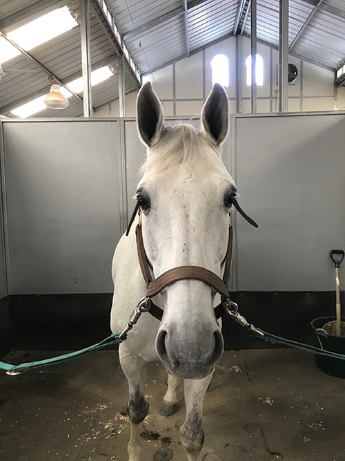 Grey horse standing in stable