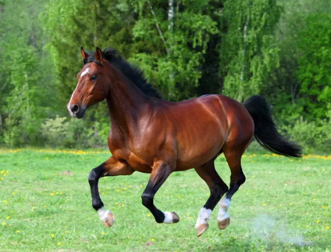 Brown horse in mid air as it jumps in a field