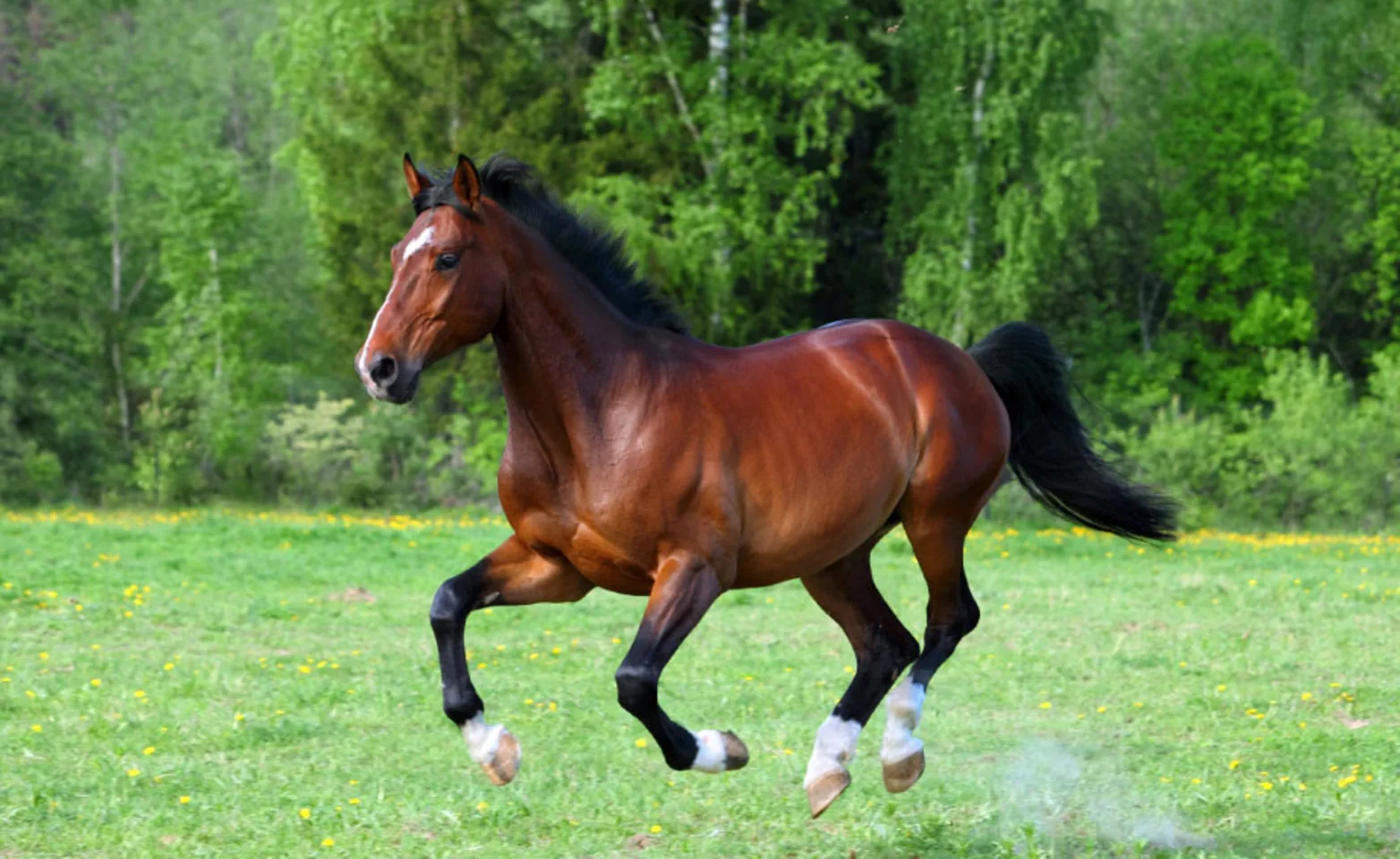 Brown horse in mid air as it jumps in a field Brown horse in mid air as it jumps in a field