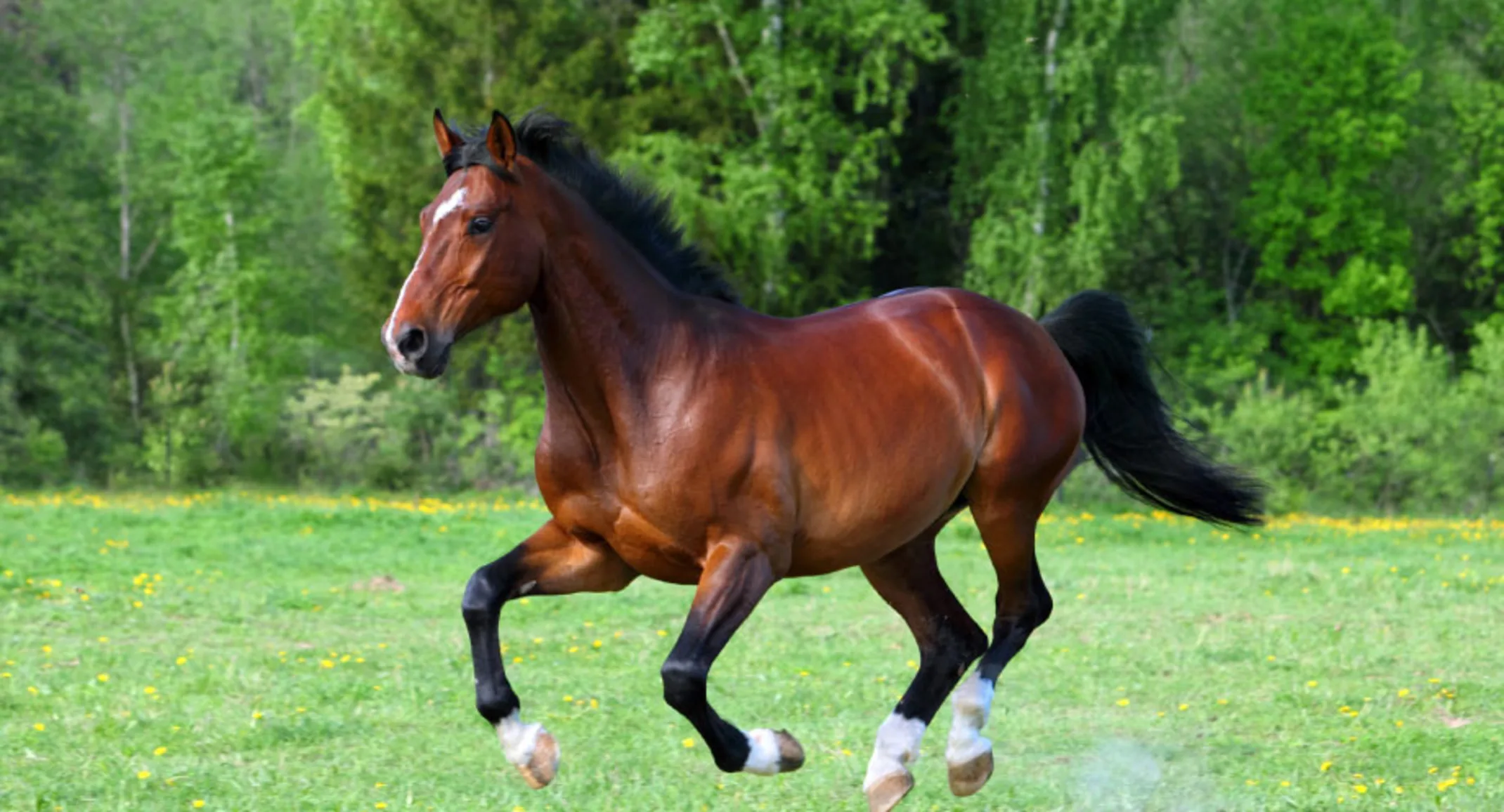 Brown horse in mid air as it jumps in a field Brown horse in mid air as it jumps in a field
