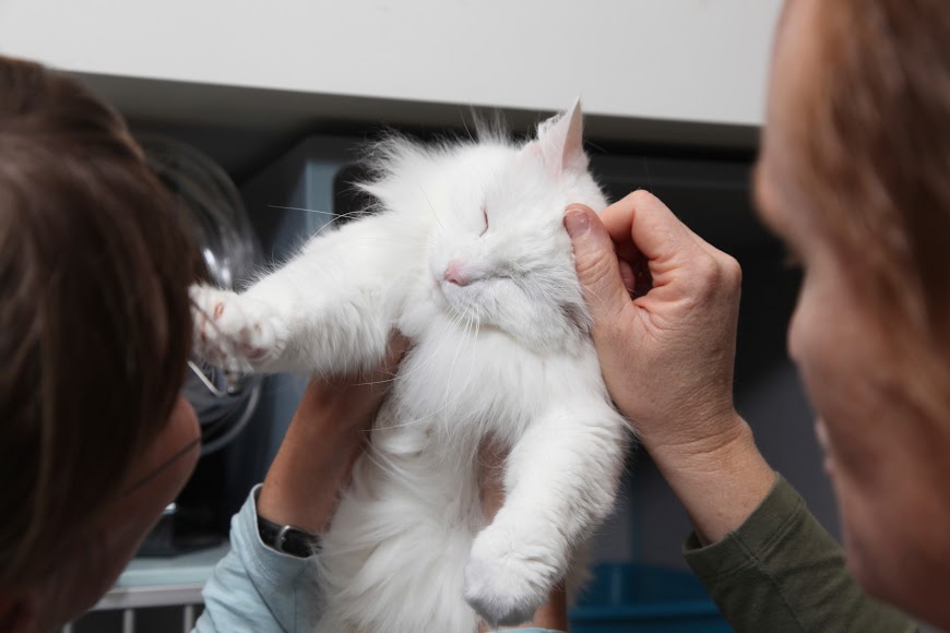 White cat being held by doctors