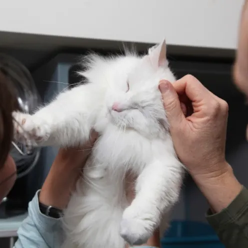 White cat being held by doctors